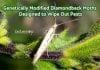 Fighting Wild Pests With Genetically Engineered Diamondback Moths Genetically engineered moths against pests