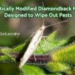 Genetically engineered moths against pests