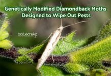 Fighting Wild Pests With Genetically Engineered Diamondback Moths Genetically engineered moths against pests