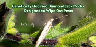 Genetically engineered moths against pests