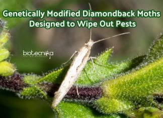 Genetically engineered moths against pests