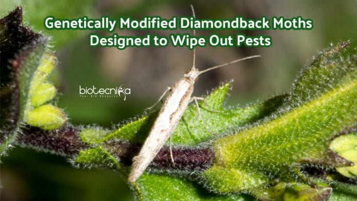 Genetically engineered moths against pests