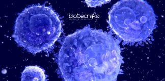 Immune Cells Produced In Dish