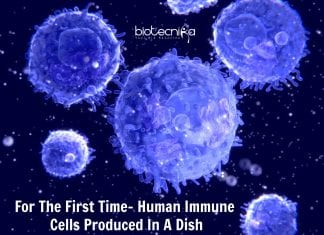 For The First Time – Human Immune Cells Produced In A Dish Immune Cells Produced In Dish