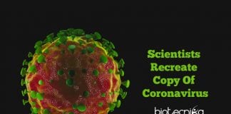 Lab Grown Coronavirus