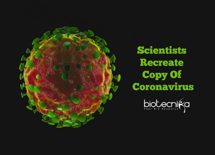 Lab Grown Coronavirus