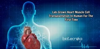 Lab-grown muscle cell transplantation