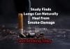 Study Finds Lungs Can Naturally Heal When Smokers Quit Smoking Lungs Can Heal From Smoking Damage