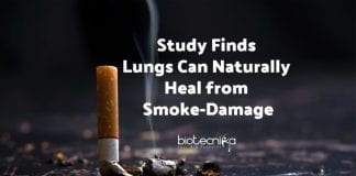 Lungs Can Heal From Smoking Damage
