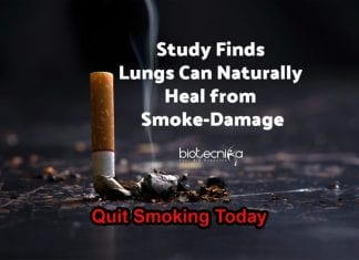 Lungs Can Heal From Smoking Damage