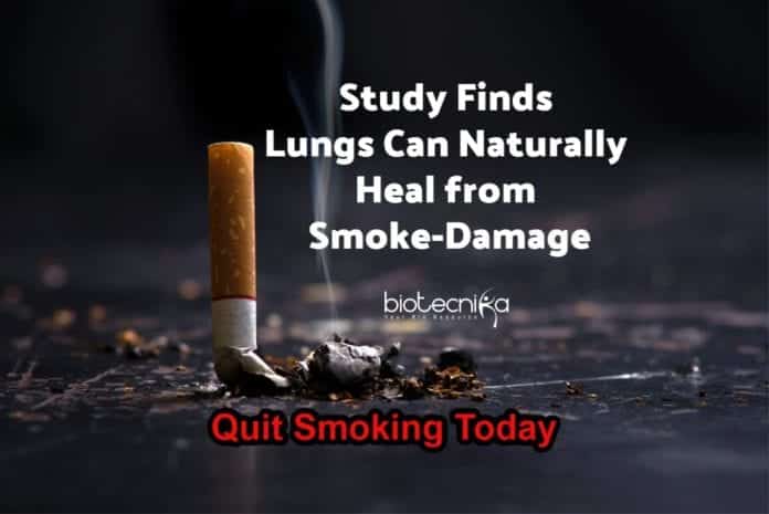 Lungs Can Heal From Smoking Damage