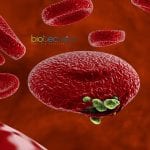 Scientists Map Malaria Traffics in Human Host Cells Malaria parasite traffics map