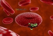 Scientists Map Malaria Traffics in Human Host Cells Malaria parasite traffics map