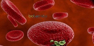 Malaria parasite traffics map