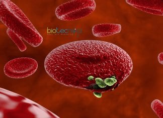 Scientists Map Malaria Traffics in Human Host Cells Malaria parasite traffics map