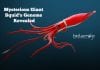Mysterious Giant Squid’s Genome Revealed Mysterious-Giant-Squids-Genome-Revealed
