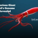 Mysterious-Giant-Squids-Genome-Revealed