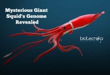 Mysterious Giant Squid’s Genome Revealed Mysterious-Giant-Squids-Genome-Revealed