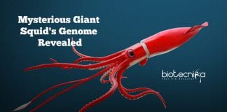 Mysterious-Giant-Squids-Genome-Revealed