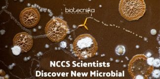 NCCS scientists Discover New Species: Natrialba swarupiae