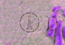 New-Compound-Against-Acinetobacter-baumannii
