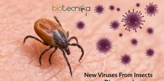 New Viruses From Insects