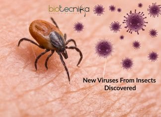 Hundreds of Novel Insect Viruses Discovered New Viruses From Insects