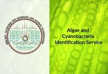 SRM-DBT Algae and Cyanobacteria Identification Service SRM DBT Algae