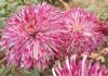 NBRI Scientists Create New Variety Of Chrysanthemum Named ‘Shekhar’ New Variety of Chrysanthemum 'Shekhar'