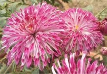 NBRI Scientists Create New Variety Of Chrysanthemum Named ‘Shekhar’ New Variety of Chrysanthemum 'Shekhar'