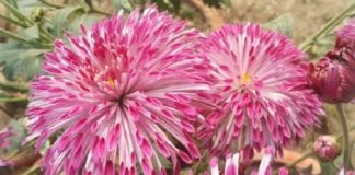New Variety of Chrysanthemum 'Shekhar'