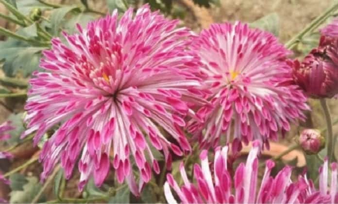 New Variety of Chrysanthemum 'Shekhar'