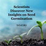 Thiol Redox Switches in Germination