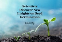 Thiol Redox Switches in Germination