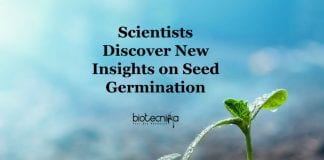 Thiol Redox Switches in Germination