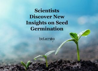 Researchers Discover Fascinating Mechanisms of Plants In Seed Germination Thiol Redox Switches in Germination