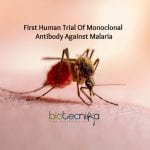First Human Trial Of Monoclonal Antibody Against Malaria Is Underway first clinical trial of Malaria antibody