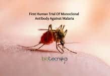 First Human Trial Of Monoclonal Antibody Against Malaria Is Underway first clinical trial of Malaria antibody