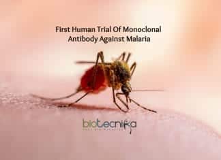 first clinical trial of Malaria antibody