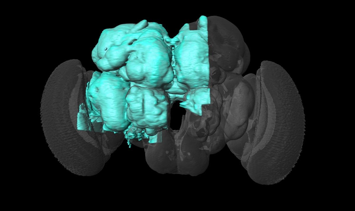 biggest map of fly brain