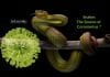 China Coronavirus Outbreak- From Bats To Snakes To Humans snakes could be the source for coronavirus