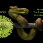 snakes could be the source for coronavirus