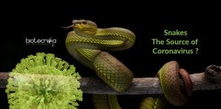 snakes could be the source for coronavirus