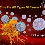 T Cells That Attack Cancer