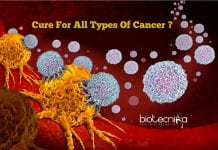 Killer T Cells That May Cure All Types Of Cancer T Cells That Attack Cancer