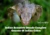 Indian Scientists Decode Complete Genome Of Indian Cobra Indian Cobra Genome Sequenced