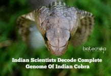 Indian Scientists Decode Complete Genome Of Indian Cobra Indian Cobra Genome Sequenced