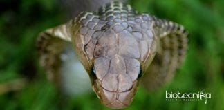Indian Cobra Genome Sequenced