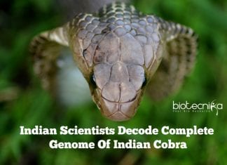 Indian Scientists Decode Complete Genome Of Indian Cobra Indian Cobra Genome Sequenced