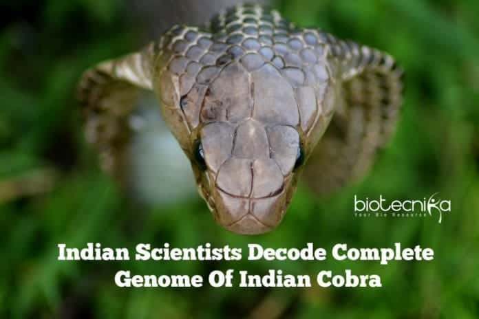 Indian Cobra Genome Sequenced
